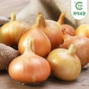 양파 - 구로구 구로동로 163 | 양파