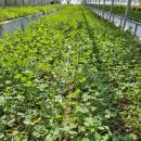 무열농장 이미지