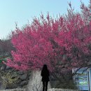 해돋이정보화마을 | [전남/광양] 2026 광양 매화 축제 (일출, 포토존, 옷차림, 준비물 꿀팁) 03.12 방문 실시간 개화율