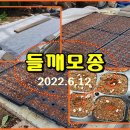 (텃밭) 들깨모종 만들기 이미지