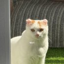 우리고양이 | [고양이간식] 조공 신상 오키로 핑크 🩷 / 우리고양이 후기 / 내돈내산
