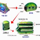 엽록체 [葉綠體, chloroplast] 이미지