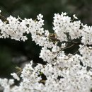 산본1단지