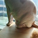 콩캣 이미지