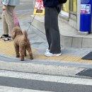 사랑아멍멍해 이미지