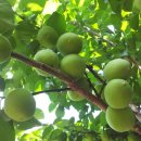 평촌농장 이미지