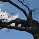 고목나무 이미지