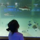 강변수족관