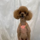 쏭쓰펫살롱 이미지