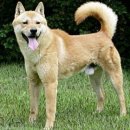 진도소포걸군농악 | [역사 속 전라도] 진도의 특산품 '진도개'과 '진도아리랑'