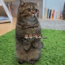 루루 이미지