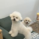 토모스튜디오