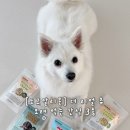 츄스타일 | 강아지 오래먹는간식 추천 도그말리온 더 리얼 츄 솔직후기