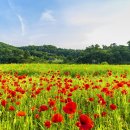 피어나공주