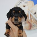 버디독 강아지분양 안심분양센터 김포점 이미지