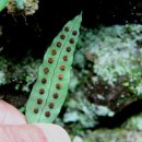 천곡사 계곡 이미지