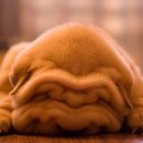 행복한강아지 이미지