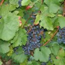 포도나무 이미지