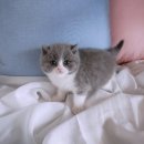 애니멀즈 강아지분양 고양이분양 대전점 이미지