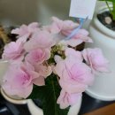 소가화