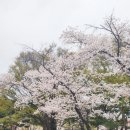 [경상도/구미] 금오천 벚꽃축제 후기