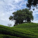 녹차향기 이미지