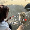 양평 나들이 추천, 양을 가까이서 볼 수 있는 양평양떼목장 방문후기