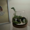 테라리움A 네이버블로그