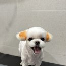 오렌지펫살롱 | 말티즈 미용 후기 ♥ 부산 화명동 애견미용 라무라무펫살롱에서 예쁘게 변신
