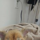 암사동물병원 이미지