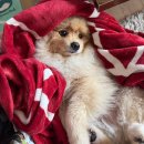 블랙캣PC방 | 내가 이럭케 빌개... 돈마는 백수로 살개해조...