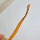 쫀드기 삼촌 네이버블로그