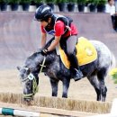 인천남동승마클럽 이미지