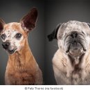 강아지본부 이미지