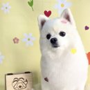 몽몽바블펫# 이미지