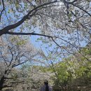 소요산1 | 경기도 벚꽃 명소 소요산 추천 후기