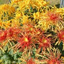 산향기의 속리여행 | 2025 마산국화축제 방문후기 국화향기 가득한 가을