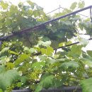 칠동농장 이미지