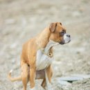 강남동물메디컬센터 이미지