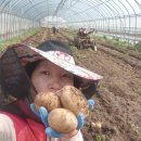 일등미생물 비료 이미지