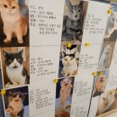 커피멍냥 광교역점 네이버블로그