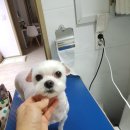 펫살롱 귀요미 이미지