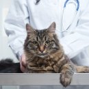 24시 딜라이트 동물의료센터 이미지