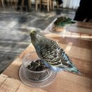 리프패럿 | 용인 아이랑 가기 좋은 앵무새 카페 | 리프패럿 용인점 후기!