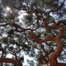 서창 소나무 이미지