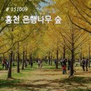 진명자동차유리 | 151009 오빠랑 나랑 :: 홍천 은행나무숲 축제 + 무궁화축제 군인 퍼레이드 현장