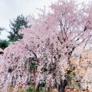 금호지 경관쉼터(소망교) | [진주 가볼만한곳] 4월의 벚꽃 엔딩, 분홍빛 설렘이 가득한 '금호지' 완벽 가이드