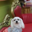 올리브 애견 이미지