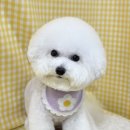 솜사탕 애견미용실 이미지