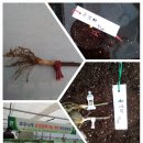 국립산림과학원 산림유전자원부 이미지